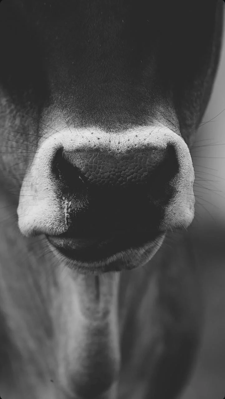 Macro en blanco y negro del hocico de un Brahman — detalle del ganado criado en pasto del Rancho Morez en Brasil de Mora, Costa Rica