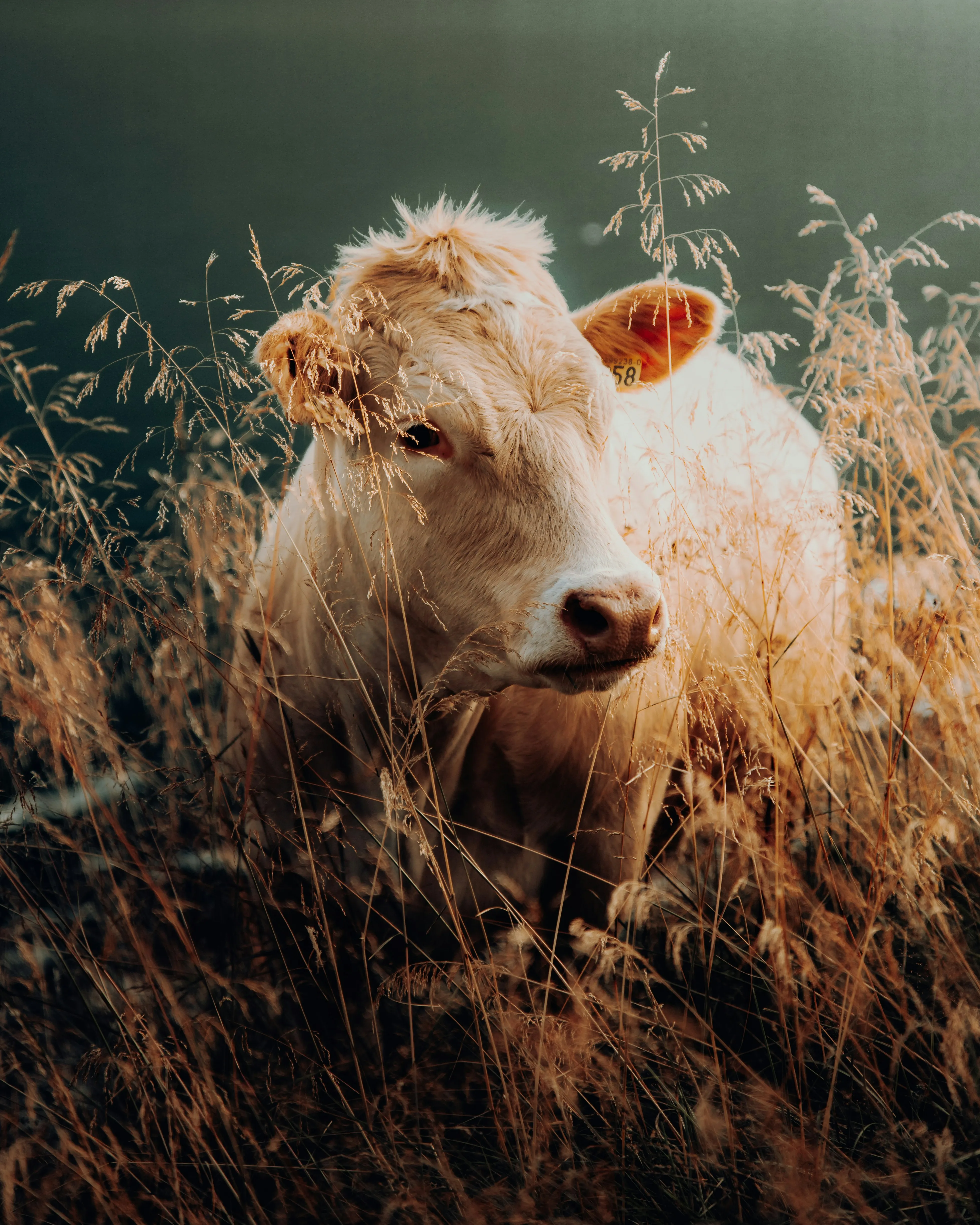 Charolais — Macho, ejemplar del hato Brahman/Charolais del Rancho Morez criado en libre pastoreo, Brasil de Mora, Costa Rica