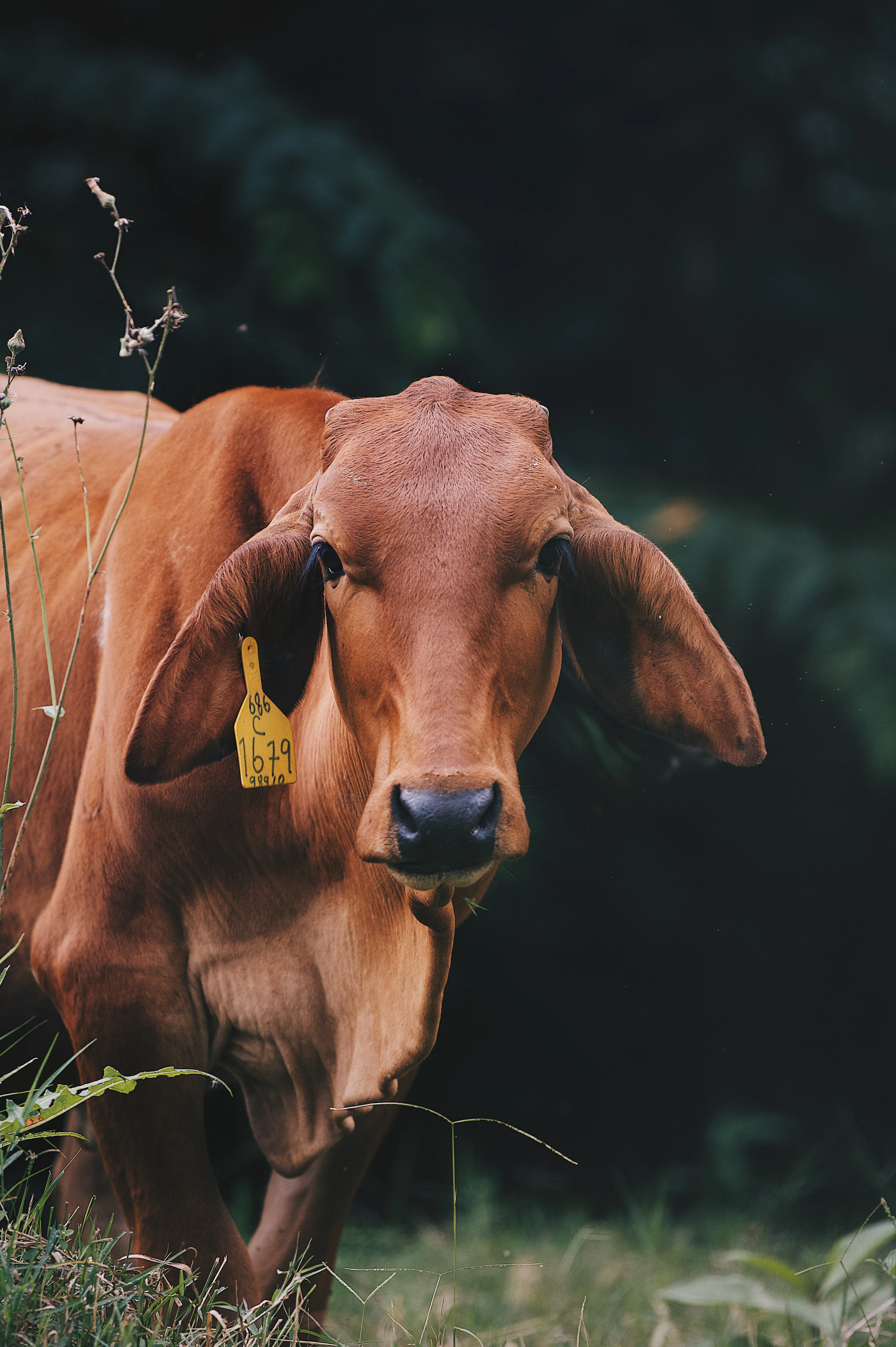 Brahman Rojo — Hembra, ejemplar del hato Brahman/Charolais del Rancho Morez criado en libre pastoreo, Brasil de Mora, Costa Rica