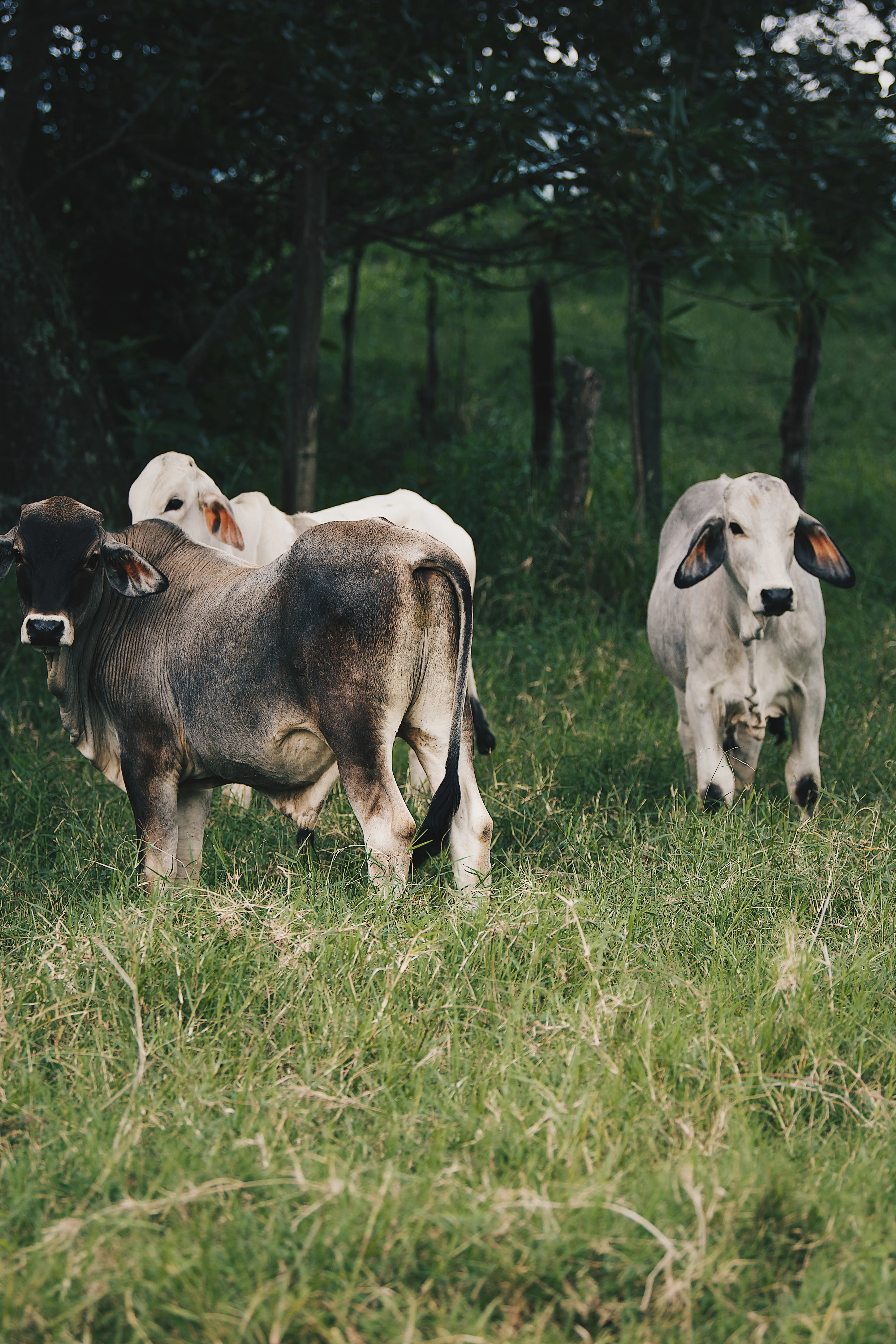 Tres amigos — Machos, ejemplar del hato Brahman/Charolais del Rancho Morez criado en libre pastoreo, Brasil de Mora, Costa Rica