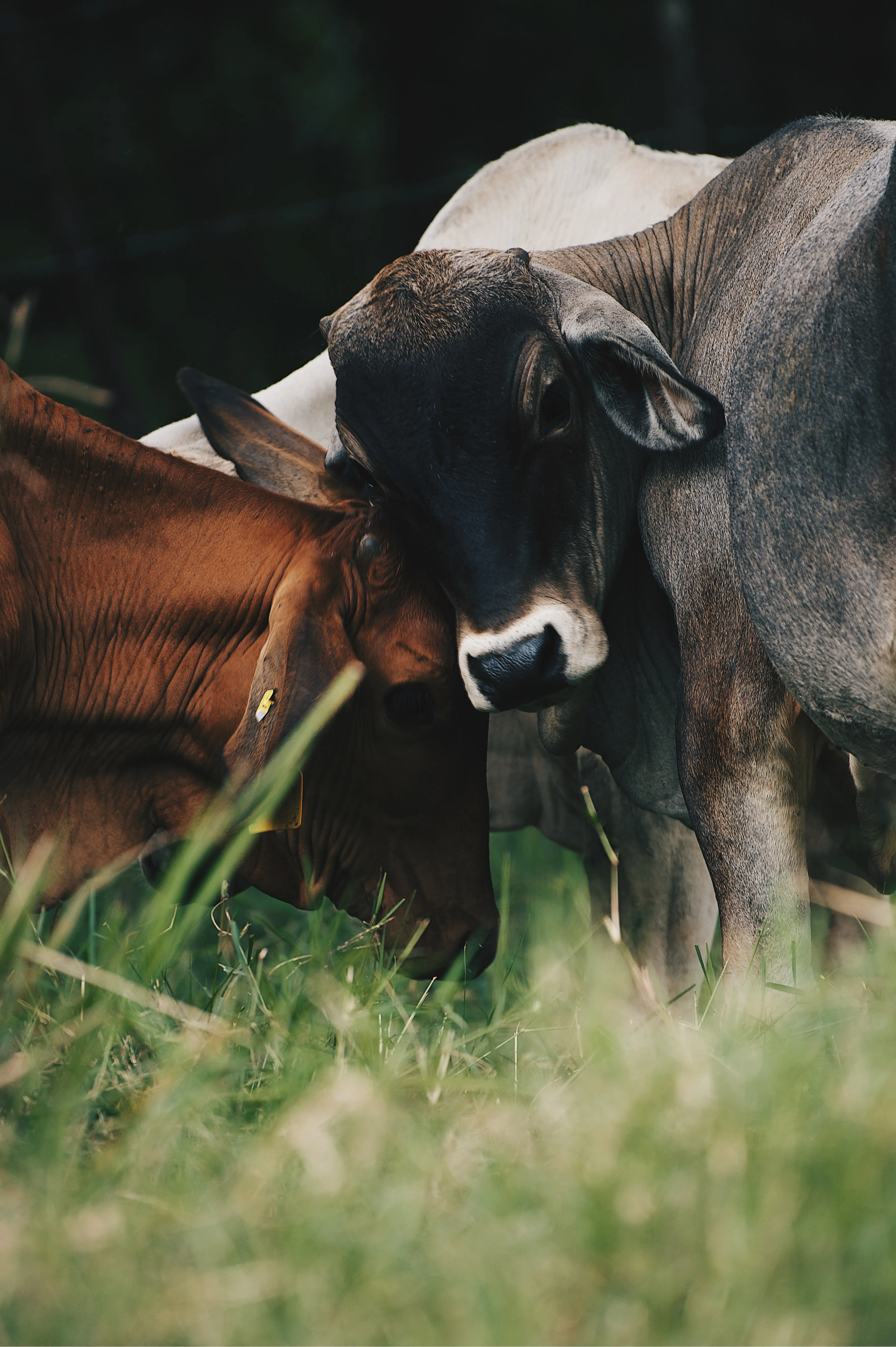 Brahman Duo — Macho / Hembra, ejemplar del hato Brahman/Charolais del Rancho Morez criado en libre pastoreo, Brasil de Mora, Costa Rica
