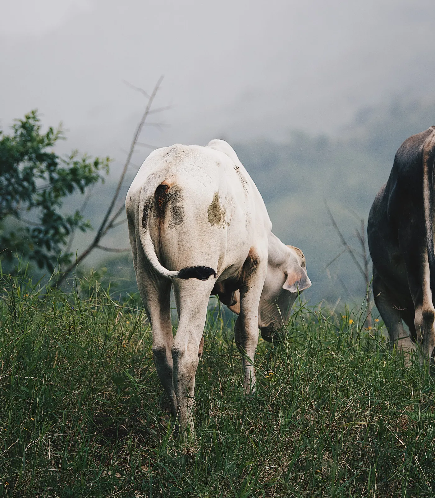 Pasto y silencio — Ganado Brahman criado en pasto en el Rancho Morez, Brasil de Mora, Costa Rica