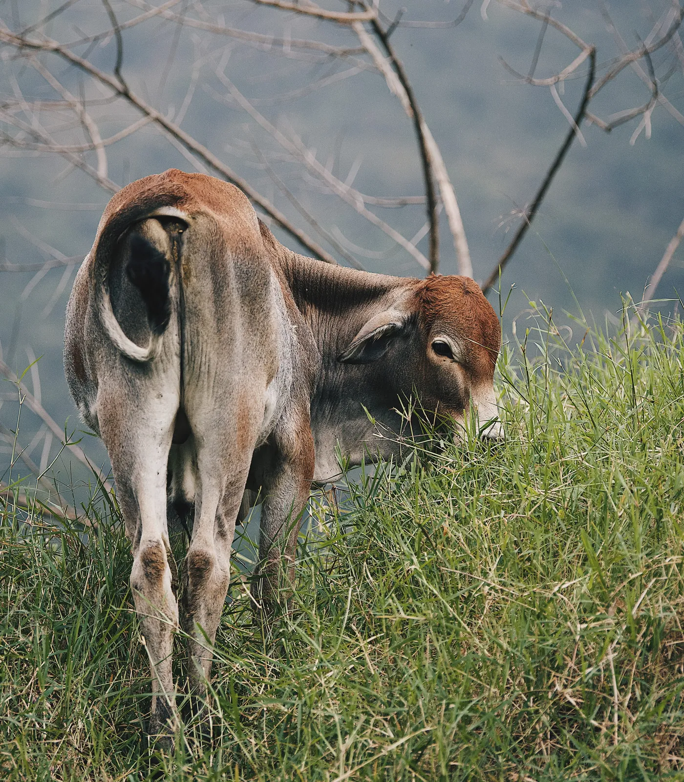 Equilibrio bajo el árbol — Ganado Brahman criado en pasto en el Rancho Morez, Brasil de Mora, Costa Rica