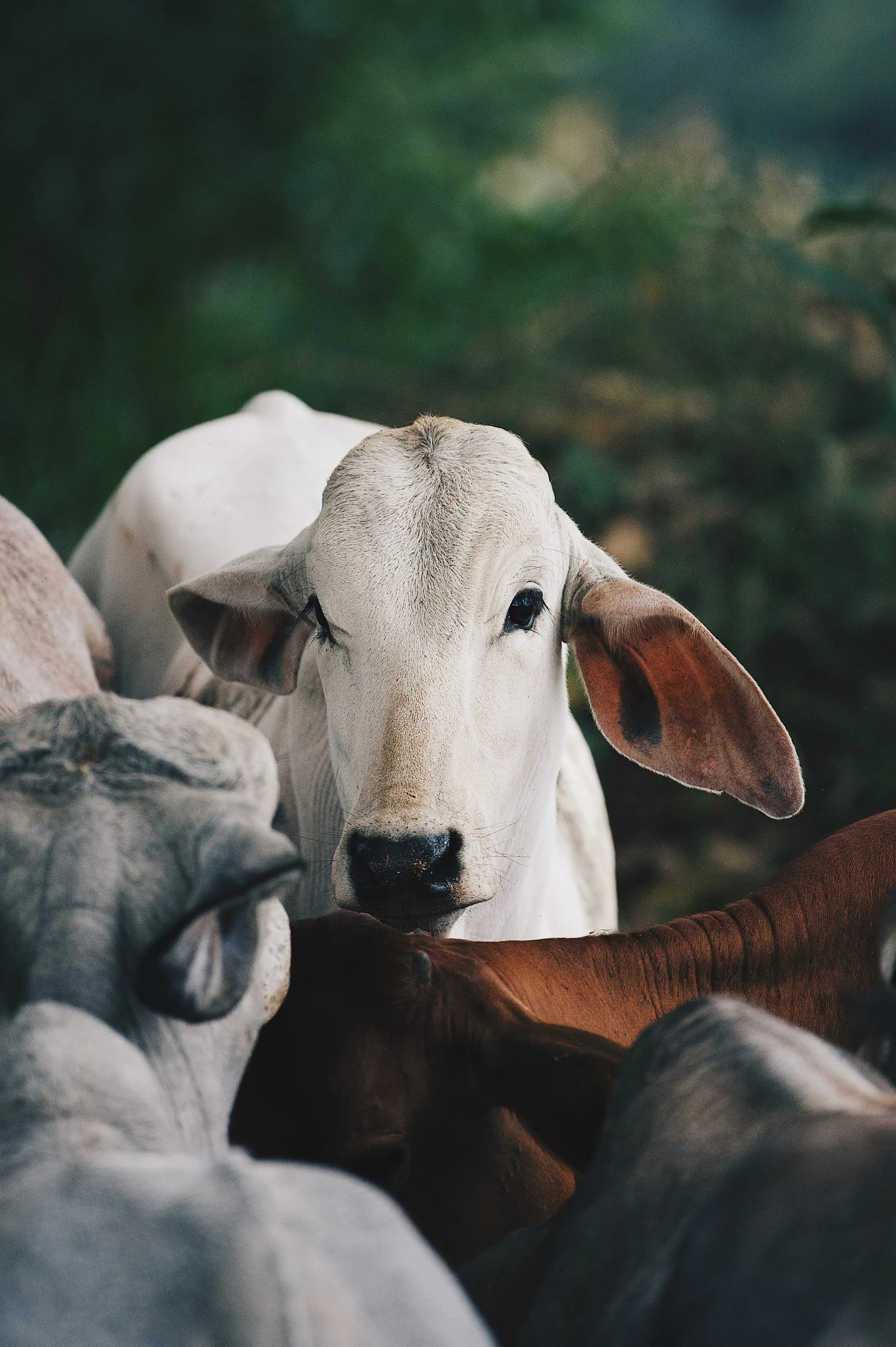 Ganado Brahman en el potrero del Rancho Morez, Costa Rica