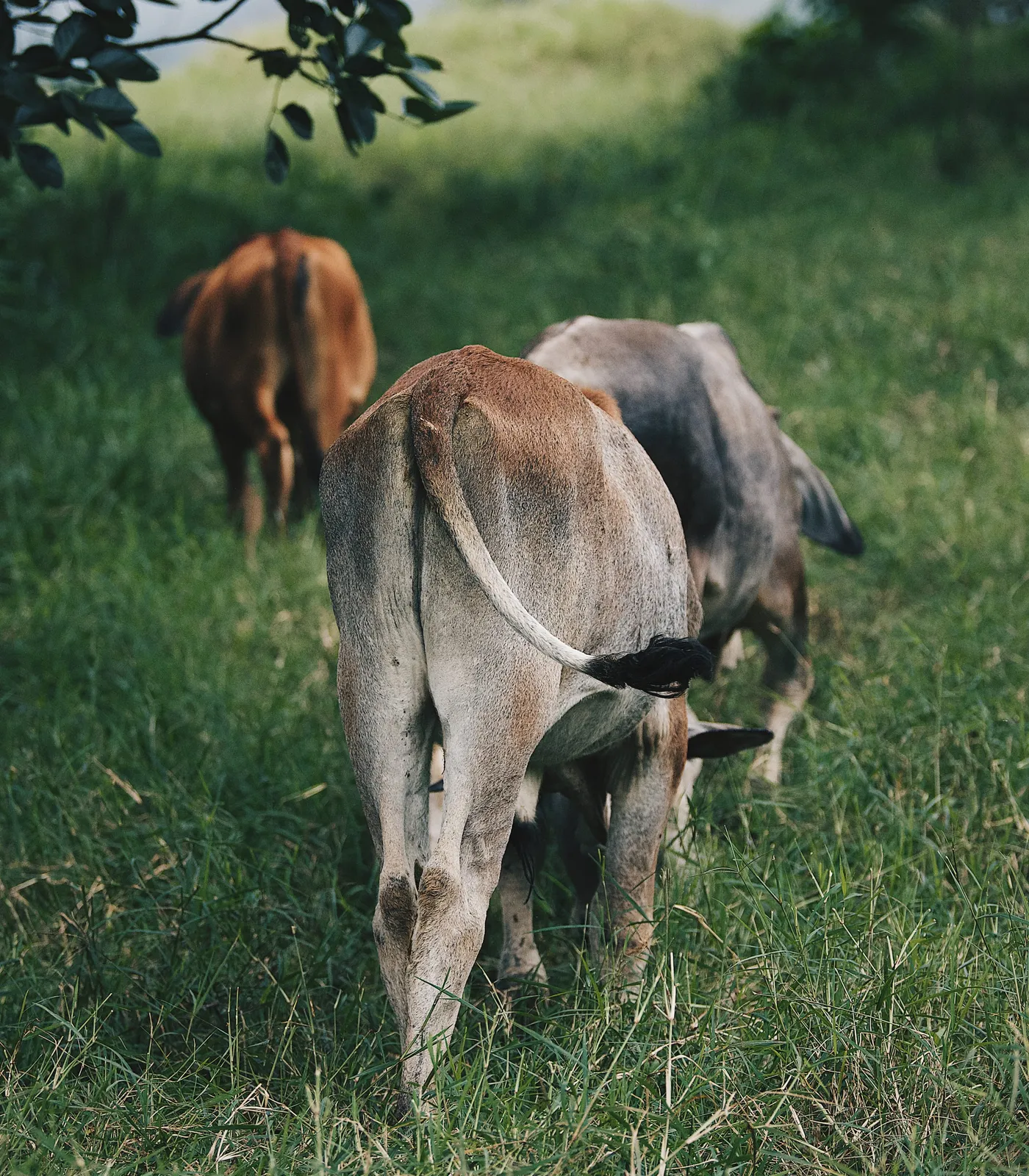 Sombra de la mañana — Ganado Brahman criado en pasto en el Rancho Morez, Brasil de Mora, Costa Rica
