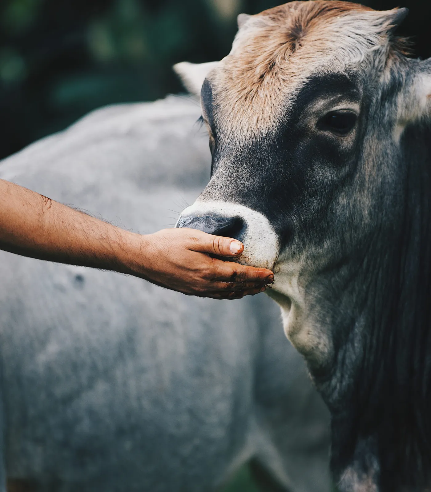 Mano y hocico — Ganado Brahman criado en pasto en el Rancho Morez, Brasil de Mora, Costa Rica