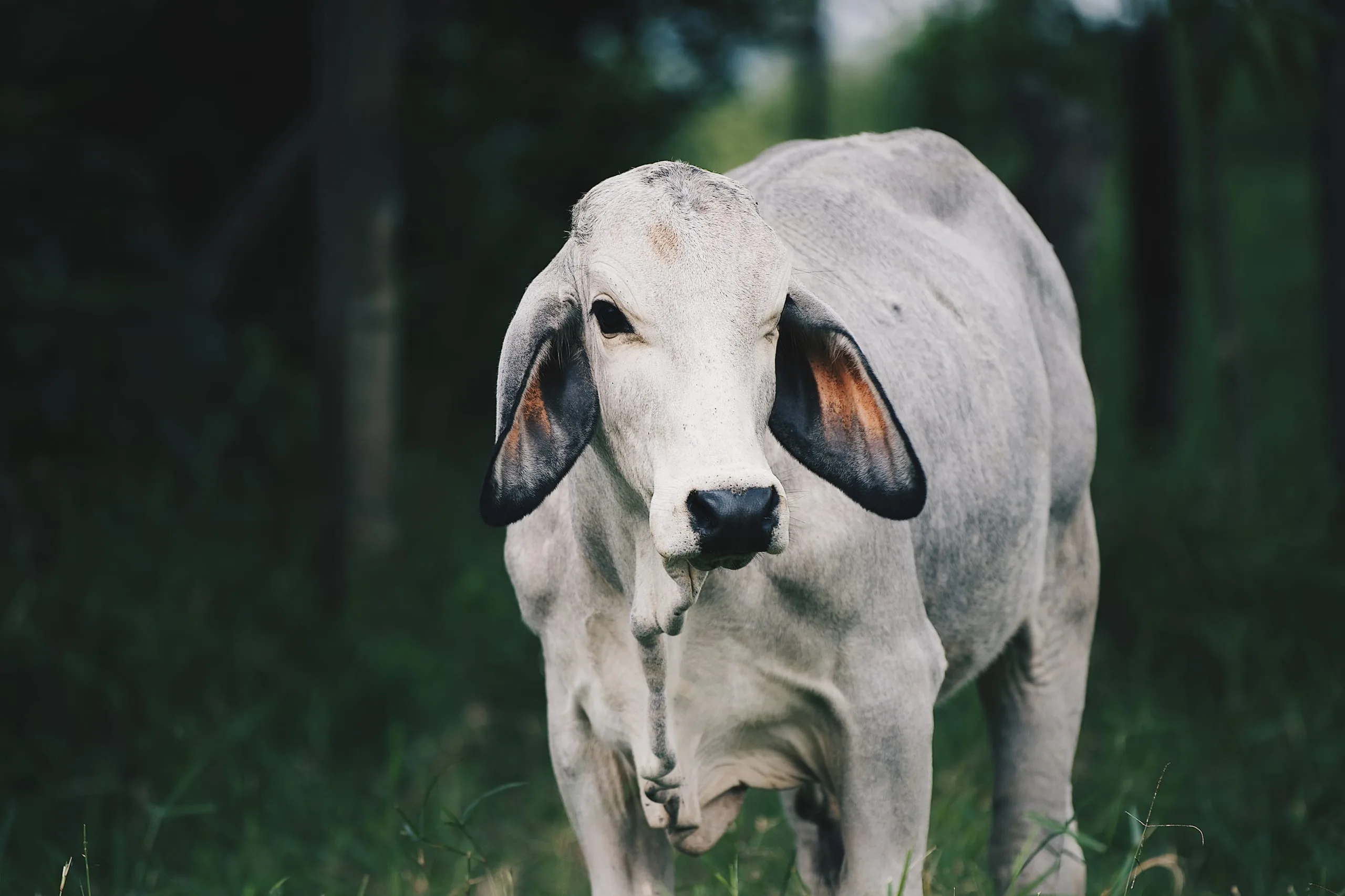 Ternero Brahman criado en libre pastoreo en las colinas tropicales de Brasil de Mora, Costa Rica — ganadería Rancho Morez