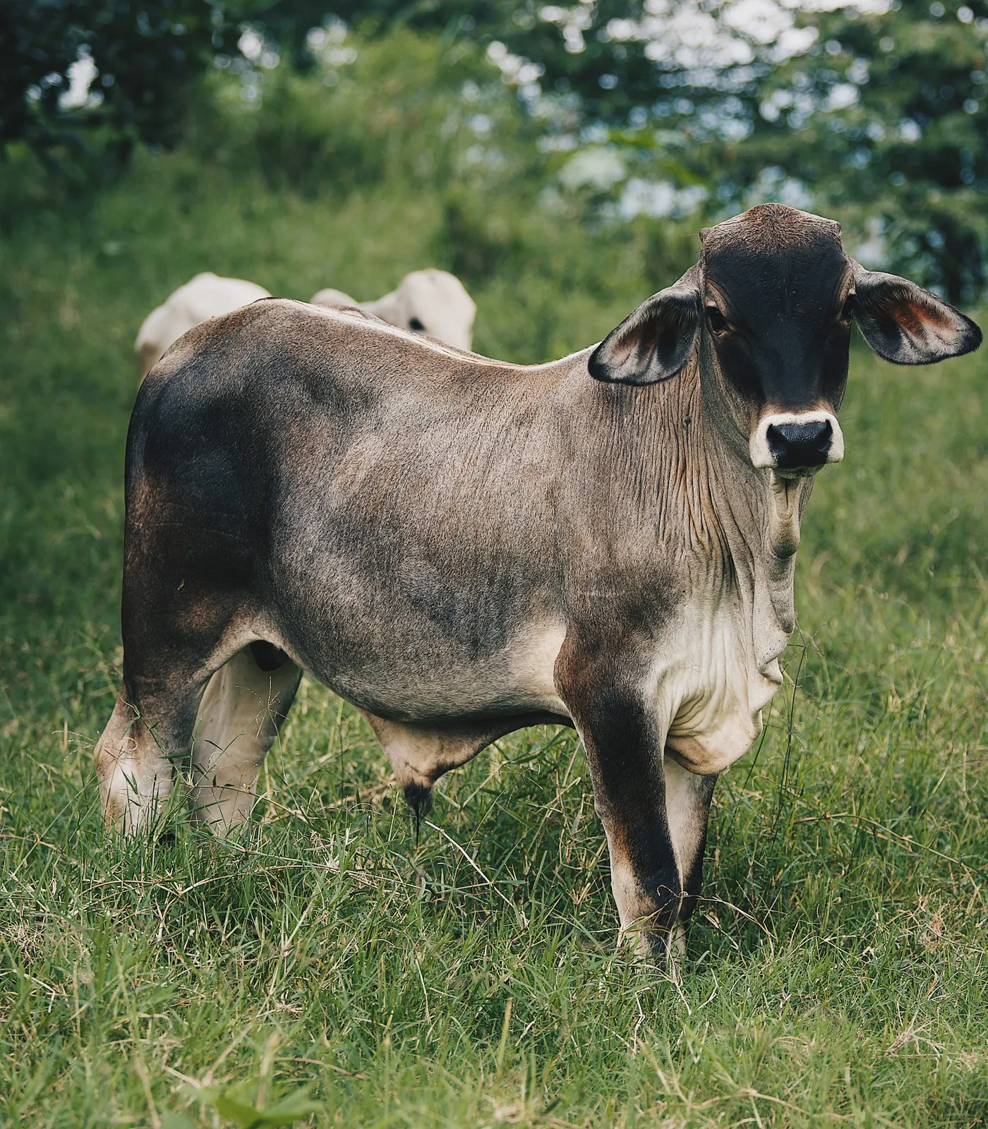 Joven en el monte — Ganado Brahman criado en pasto en el Rancho Morez, Brasil de Mora, Costa Rica