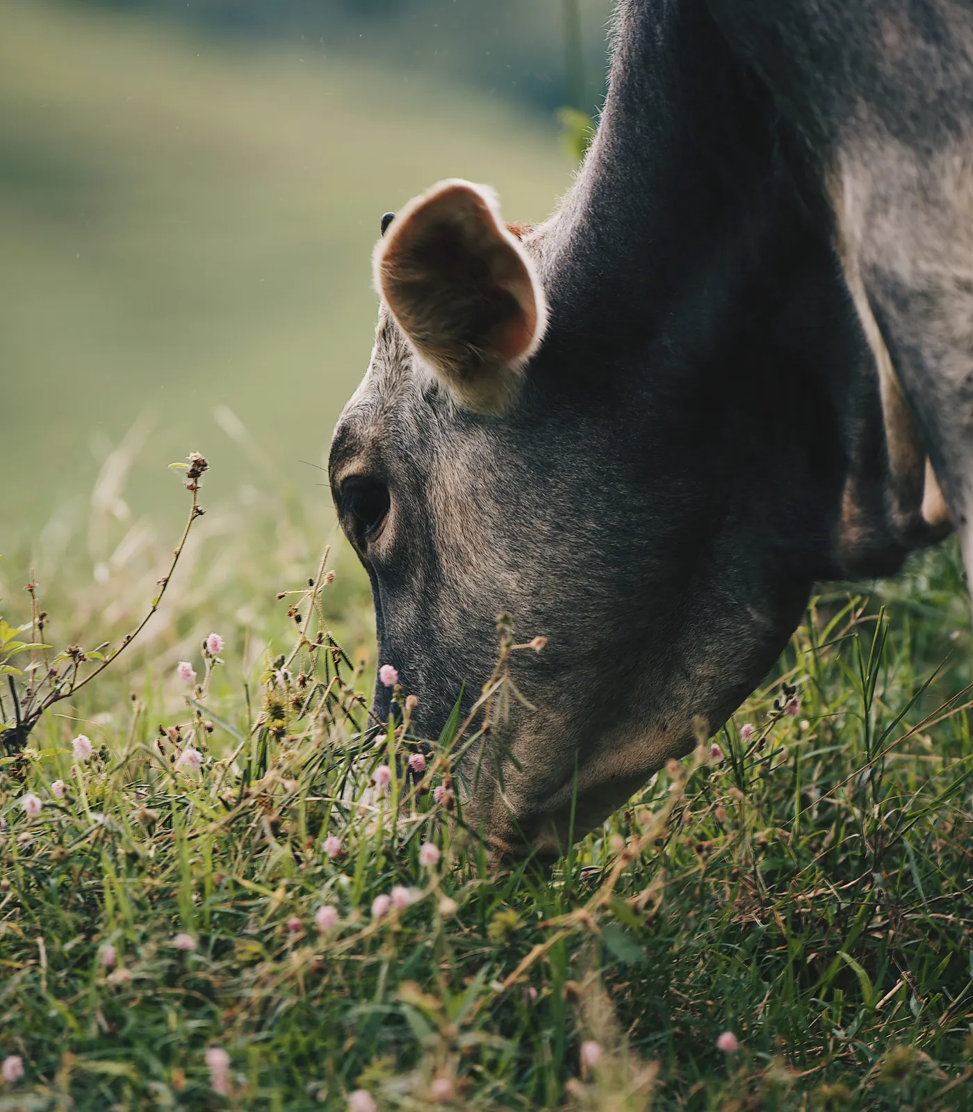 Reposo de tarde — Ganado Brahman criado en pasto en el Rancho Morez, Brasil de Mora, Costa Rica