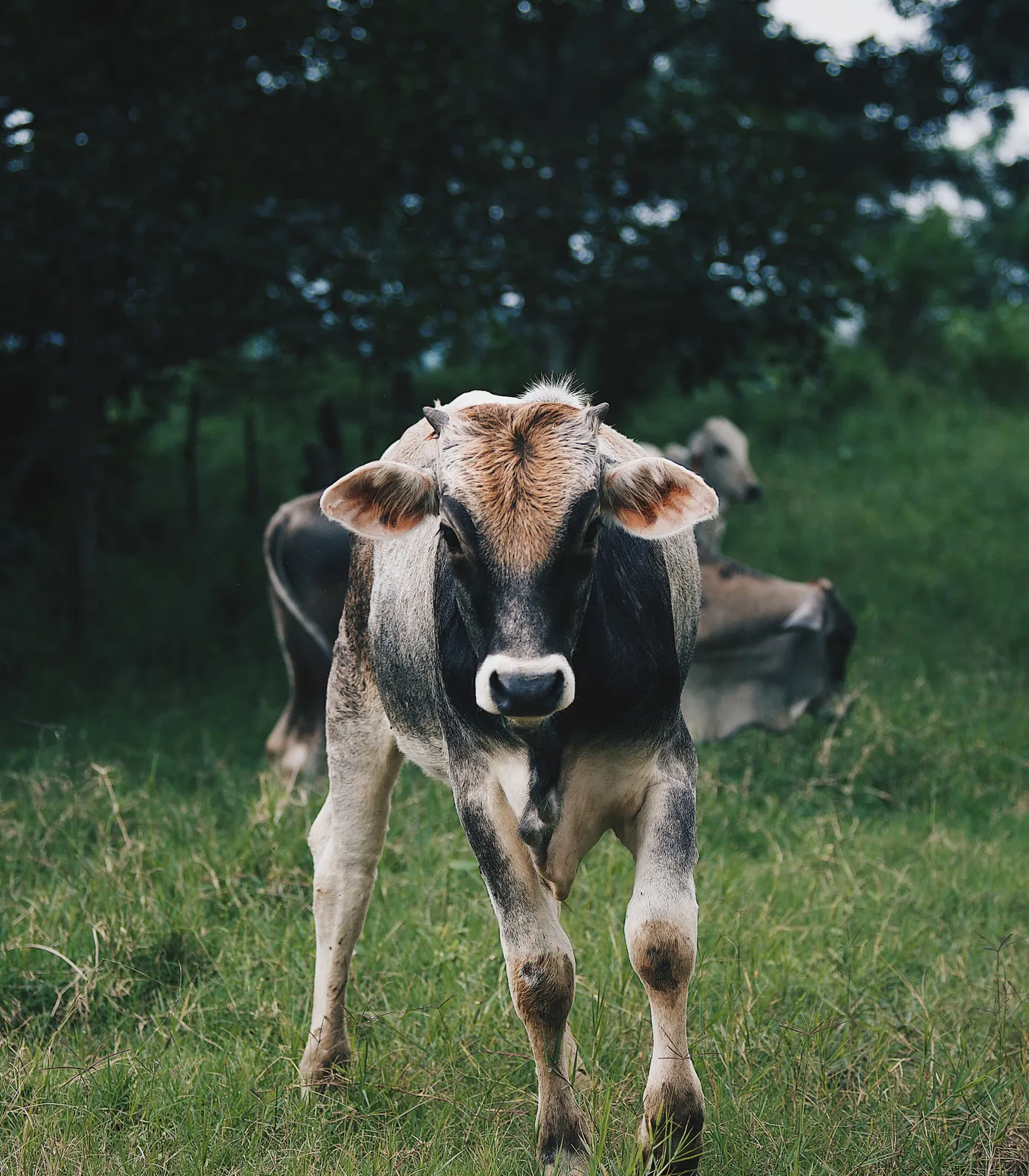Atardecer en Brasil de Mora — Ganado Brahman criado en pasto en el Rancho Morez, Brasil de Mora, Costa Rica